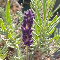 Lavandula angustifolia 'Hidcote'